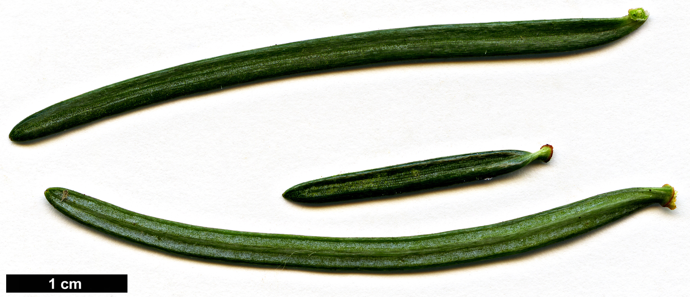 High resolution image: Family: Pinaceae - Genus: Abies - Taxon: concolor - SpeciesSub: var. lowiana